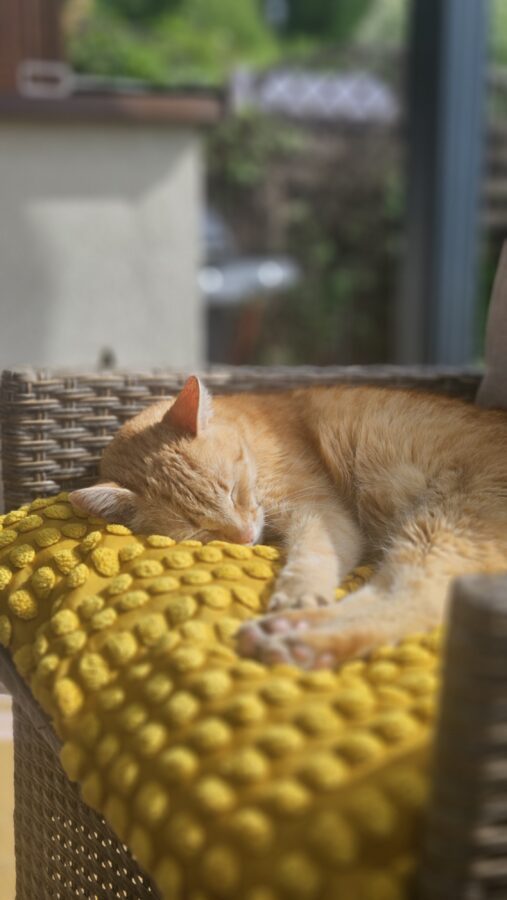 kotek śpi na poduszce