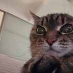 Czy Twój kot naprawdę Cię rozpoznaje? Naukowcy odkryli fascynujący sekret kociego węchu kot zdziwiony kontaktowy