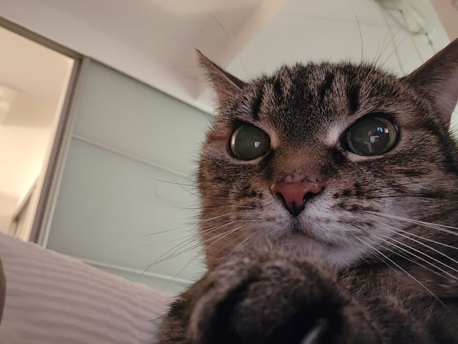 Kontakt 2 kot zdziwiony kontaktowy