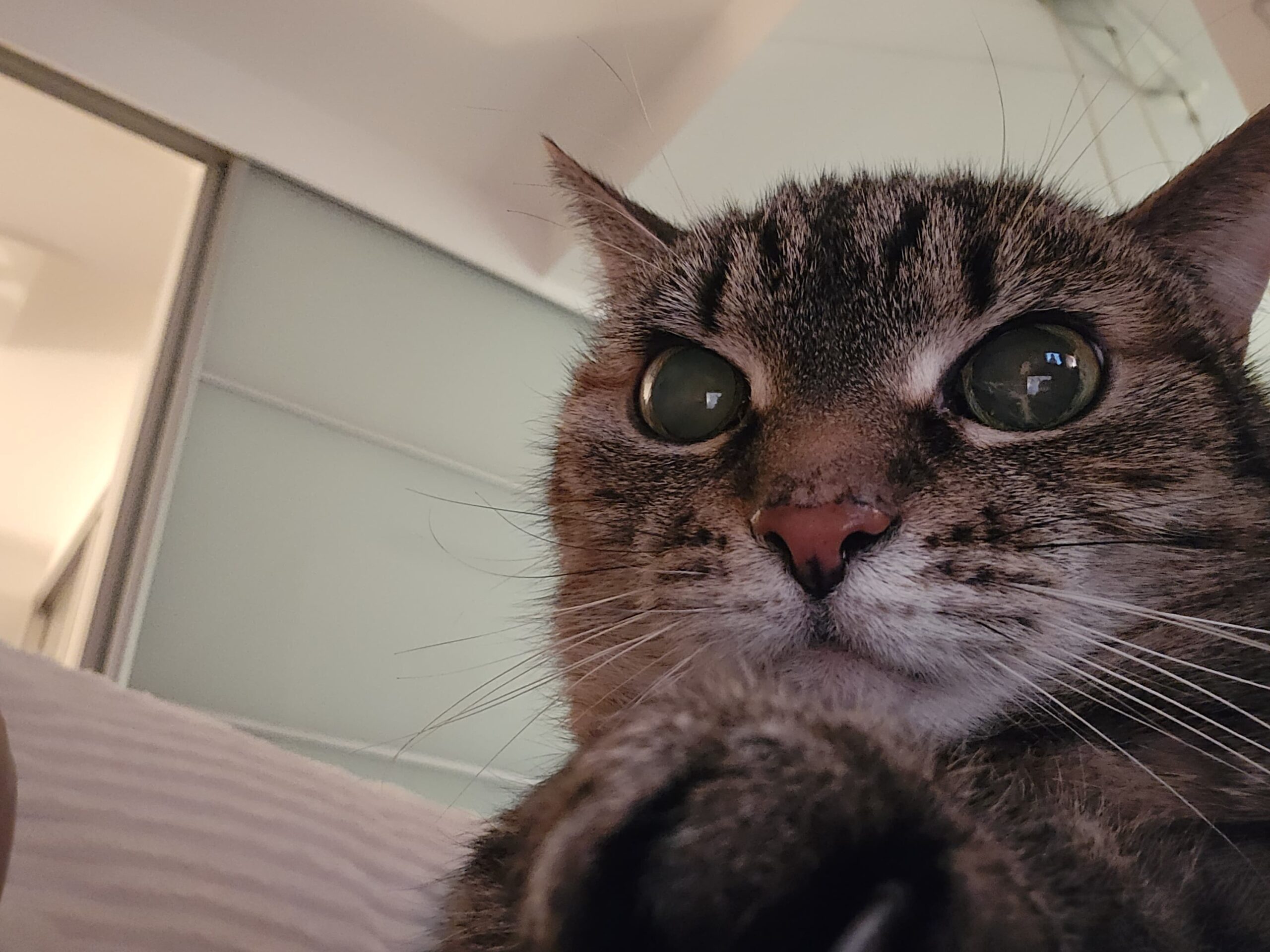 kot zdziwiony kontaktowy