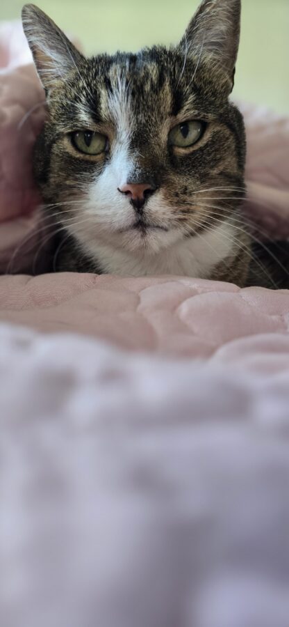 sekrety kociego węchu artykuł