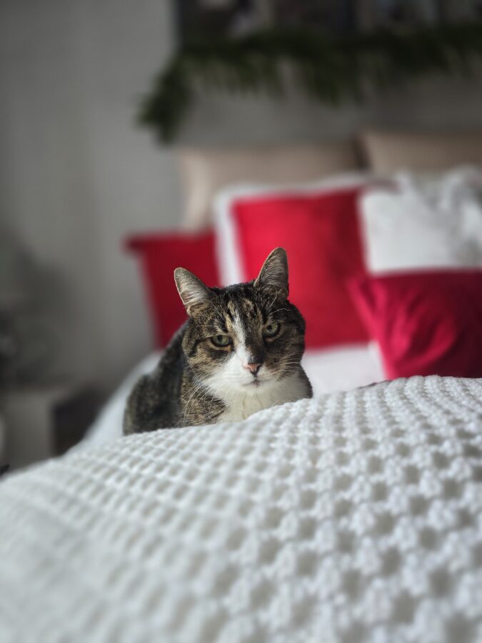 Czy koty lubią, gdy się do nich mówi? artykuł