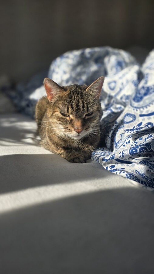 Kocia mowa twarzy, czyli co mówią kocie miny Kocia mowa twarzy, kocie miny