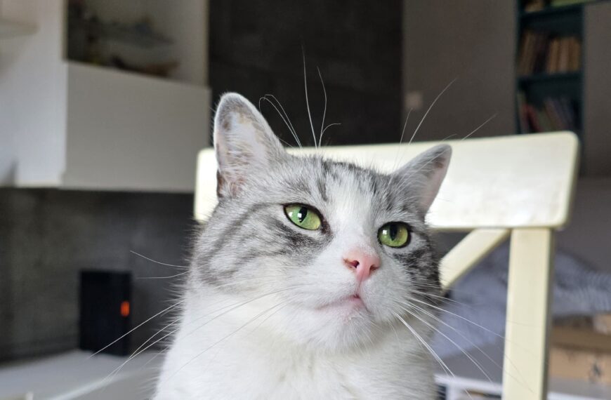 Kocia Kołyska 17 kocia mowa twarzy