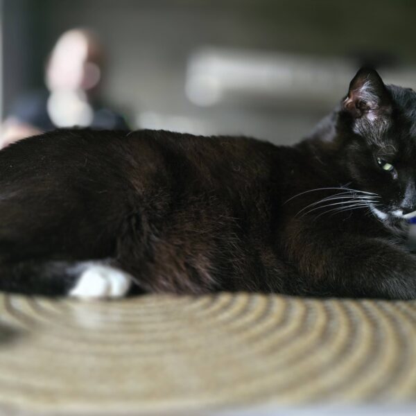 Kocia Kołyska 9 kot leży