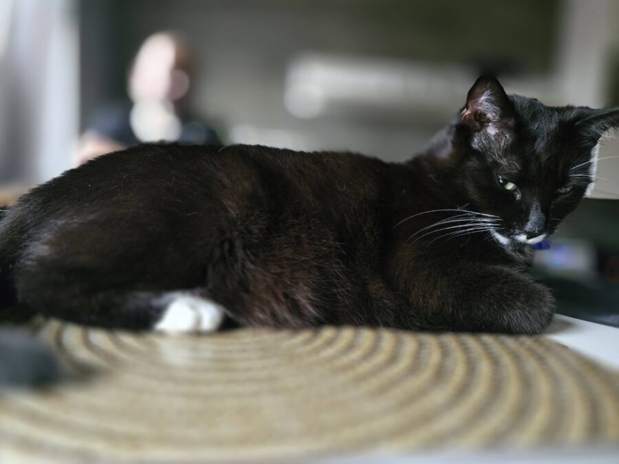 Co naprawdę kryje się w kociej karmie? Triki producentów ujawnione 2 kot leży