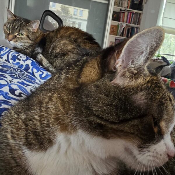 Kocia Kołyska 10 koty kotki