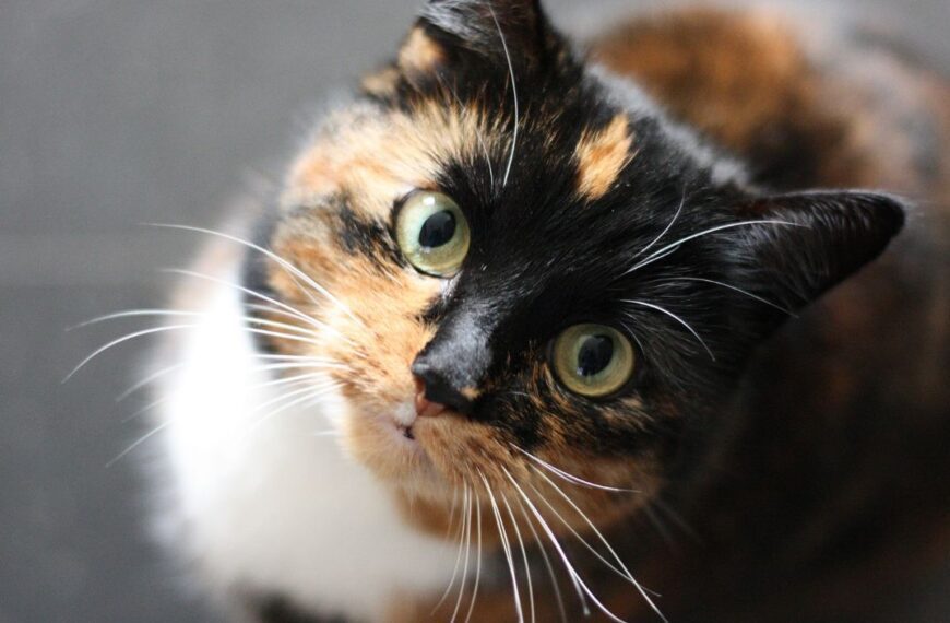 Kocia Kołyska 6 kot