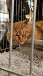 Międzynarodowa Wystawa Kotów Rasowych Federacji WCF w Piekarach Śląskich 31 wystawa kotów rasowy 30