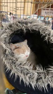 Międzynarodowa Wystawa Kotów Rasowych Federacji WCF w Piekarach Śląskich 30 wystawa kotów rasowy 29