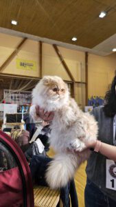 Międzynarodowa Wystawa Kotów Rasowych Federacji WCF w Piekarach Śląskich 29 wystawa kotów rasowy 28