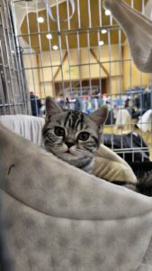 Międzynarodowa Wystawa Kotów Rasowych Federacji WCF w Piekarach Śląskich 22 wystawa kotów rasowy 21