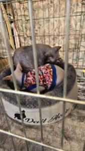 Międzynarodowa Wystawa Kotów Rasowych Federacji WCF w Piekarach Śląskich 21 wystawa kotów rasowy 20