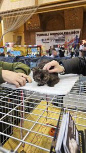 Międzynarodowa Wystawa Kotów Rasowych Federacji WCF w Piekarach Śląskich 17 wystawa kotów rasowy 16