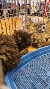 Międzynarodowa Wystawa Kotów Rasowych Federacji WCF w Piekarach Śląskich 16 wystawa kotów rasowy 15