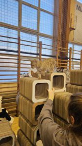 Międzynarodowa Wystawa Kotów Rasowych Federacji WCF w Piekarach Śląskich 15 wystawa kotów rasowy 14