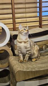 Międzynarodowa Wystawa Kotów Rasowych Federacji WCF w Piekarach Śląskich 14 wystawa kotów rasowych w piekarach śląskich