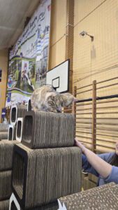 Międzynarodowa Wystawa Kotów Rasowych Federacji WCF w Piekarach Śląskich 13 wystawa kotów rasowy 13