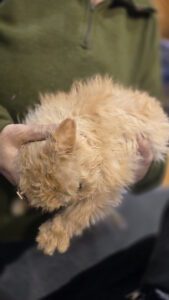 Międzynarodowa Wystawa Kotów Rasowych Federacji WCF w Piekarach Śląskich 12 wystawa kotów rasowy 12