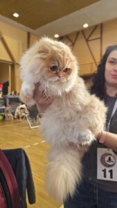 Międzynarodowa Wystawa Kotów Rasowych Federacji WCF w Piekarach Śląskich 11 wystawa kotów rasowy 11