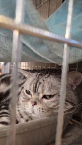 Międzynarodowa Wystawa Kotów Rasowych Federacji WCF w Piekarach Śląskich 10 wystawa kotów rasowy 10