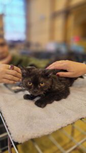 Międzynarodowa Wystawa Kotów Rasowych Federacji WCF w Piekarach Śląskich 9 wystawa kotów rasowy 9