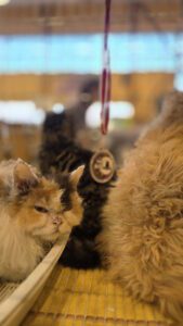 Międzynarodowa Wystawa Kotów Rasowych Federacji WCF w Piekarach Śląskich 8 wystawa kotów rasowy 8