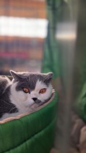 Międzynarodowa Wystawa Kotów Rasowych Federacji WCF w Piekarach Śląskich 6 wystawa kotów rasowy 6