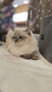 Międzynarodowa Wystawa Kotów Rasowych Federacji WCF w Piekarach Śląskich 5 wystawa kotów rasowy 5