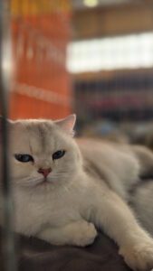 Międzynarodowa Wystawa Kotów Rasowych Federacji WCF w Piekarach Śląskich 4 wystawa kotów rasowy 4